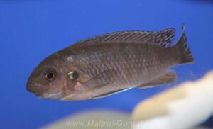 Labeotropheus fuelleborni 'Makanjila'